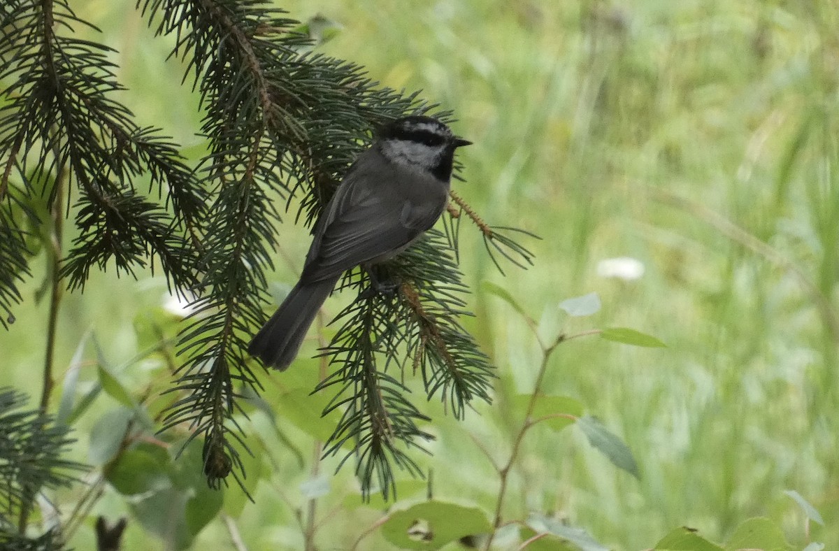 Mountain Chickadee - ML622981434