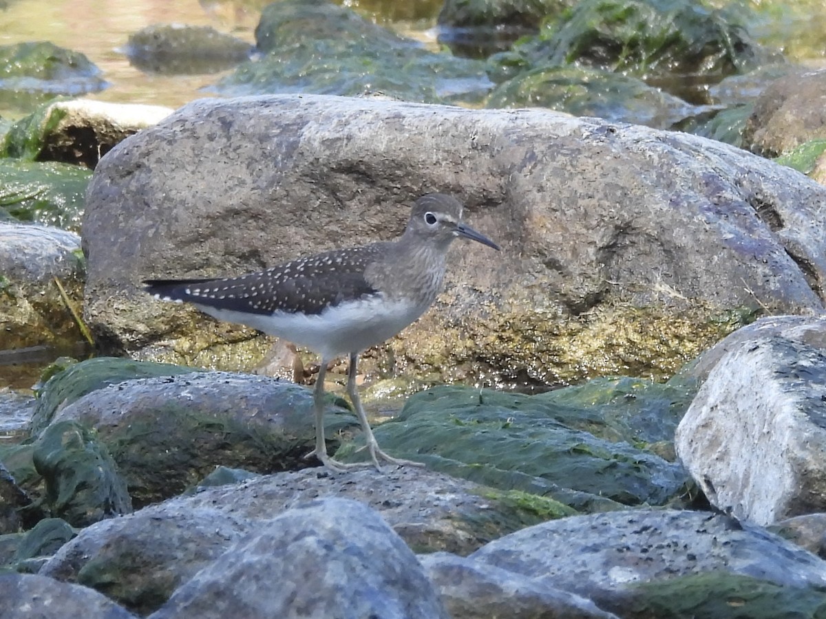 Solitary Sandpiper - C Douglas