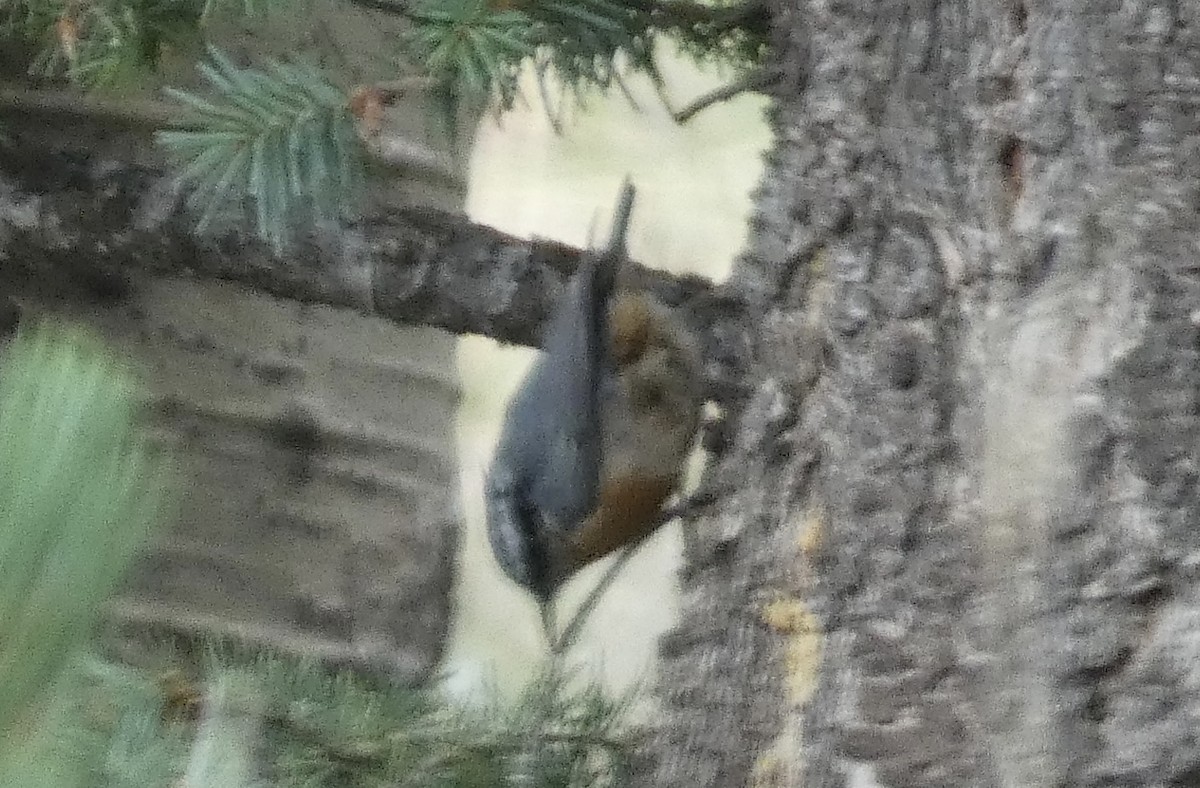 Red-breasted Nuthatch - Kirra Loves Cats