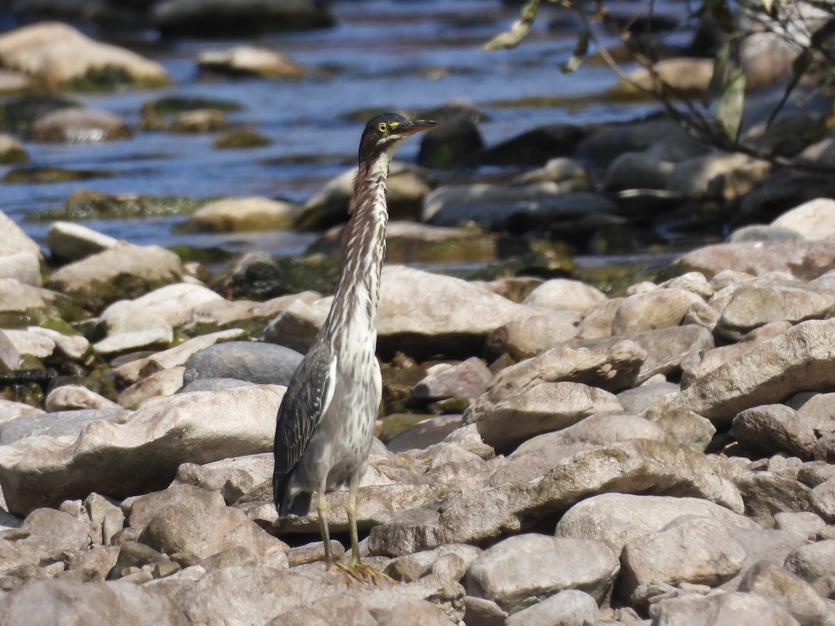 Green Heron - C Douglas