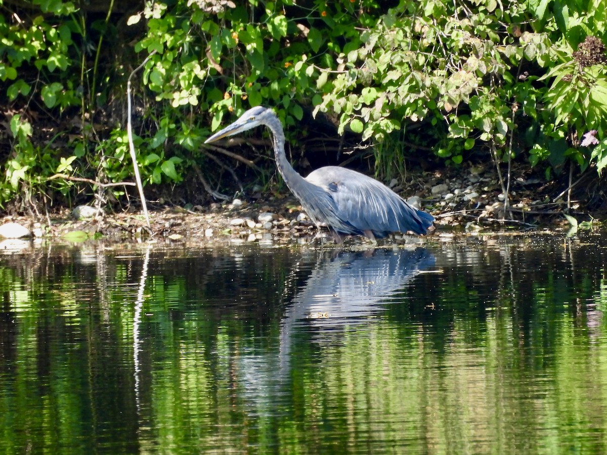 Great Blue Heron - ML622981493