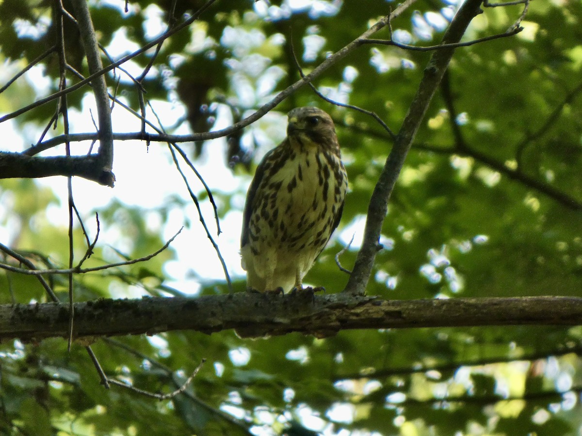 Broad-winged Hawk - ML622981498