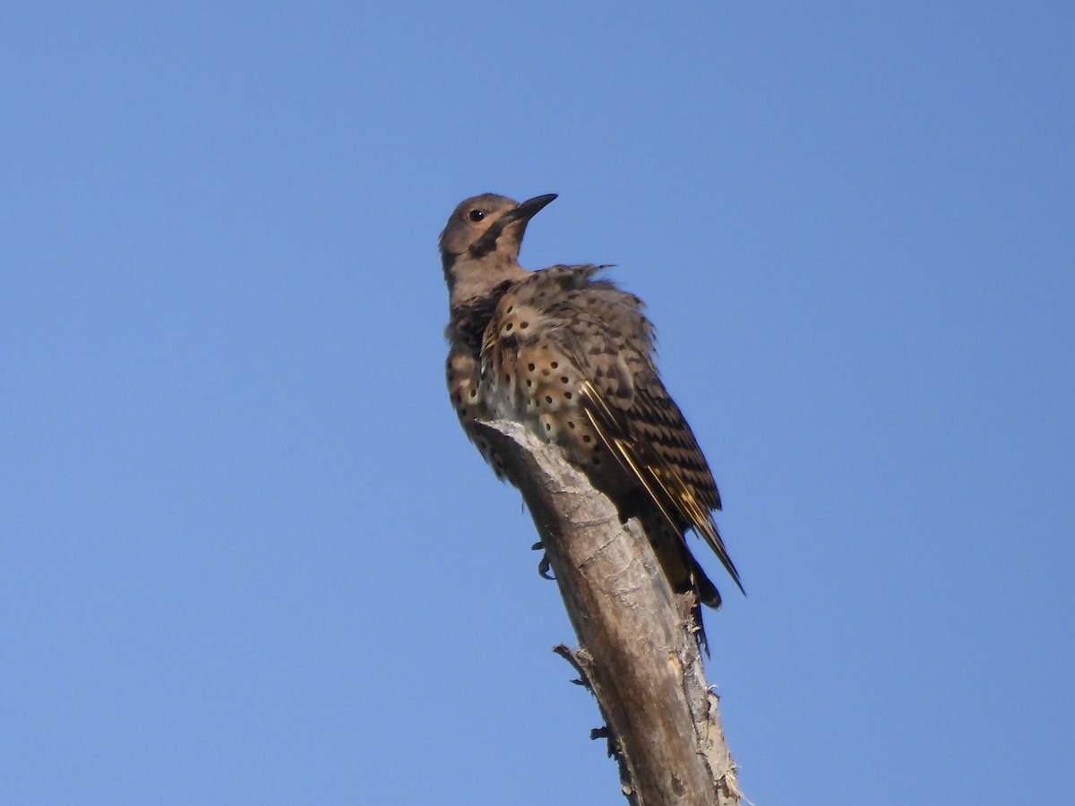 Northern Flicker (Yellow-shafted) - ML622981507