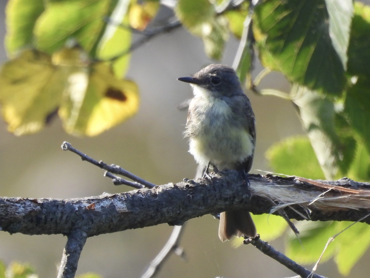 Eastern Phoebe - ML622981516