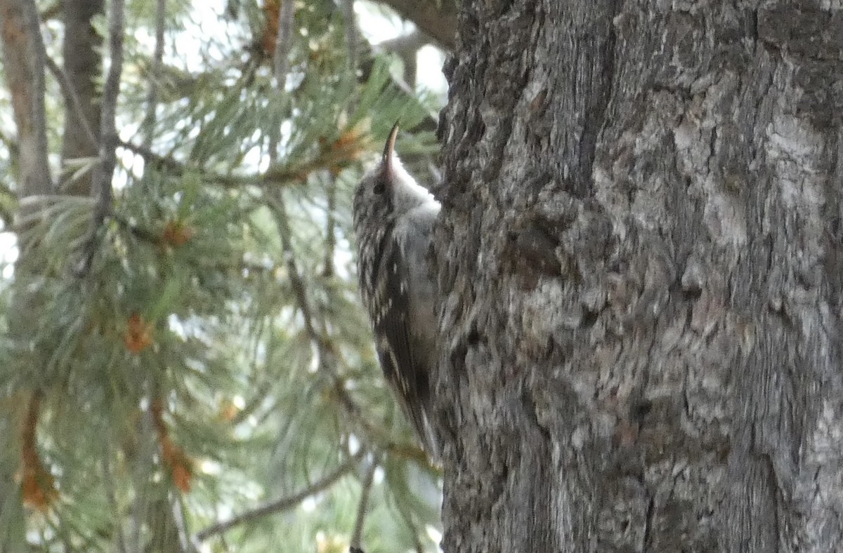 Brown Creeper - ML622981521