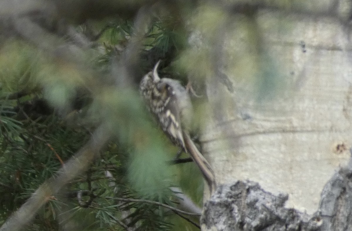 Brown Creeper - ML622981522