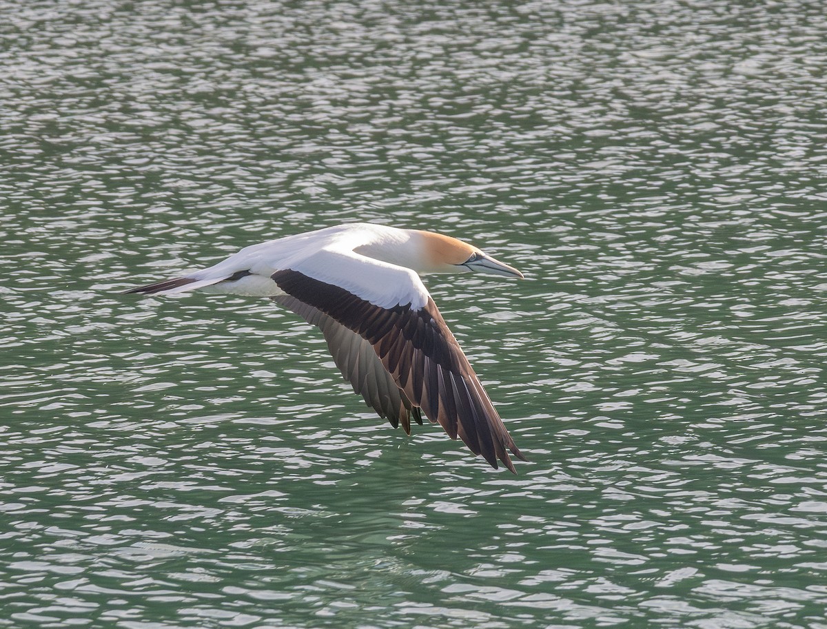 Australasian Gannet - ML622981528