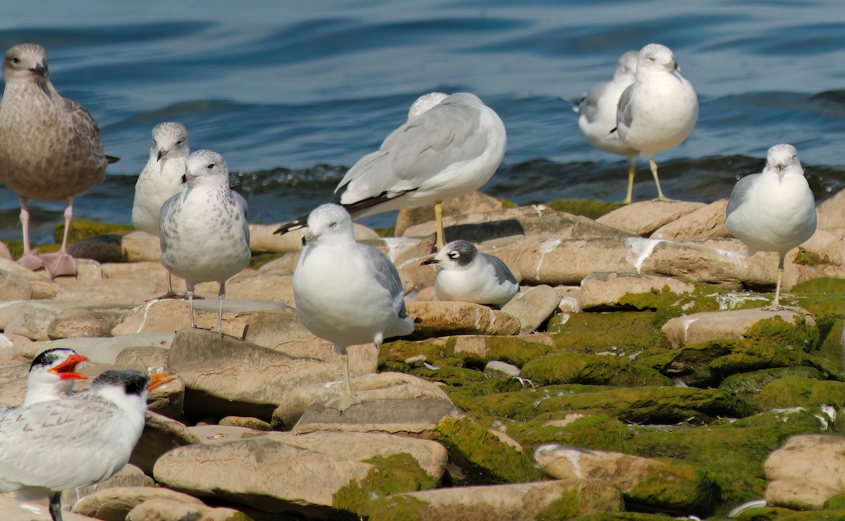 Franklin's Gull - ML622981537