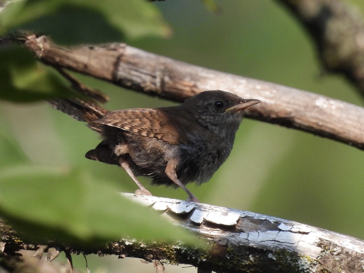 House Wren - ML622981538