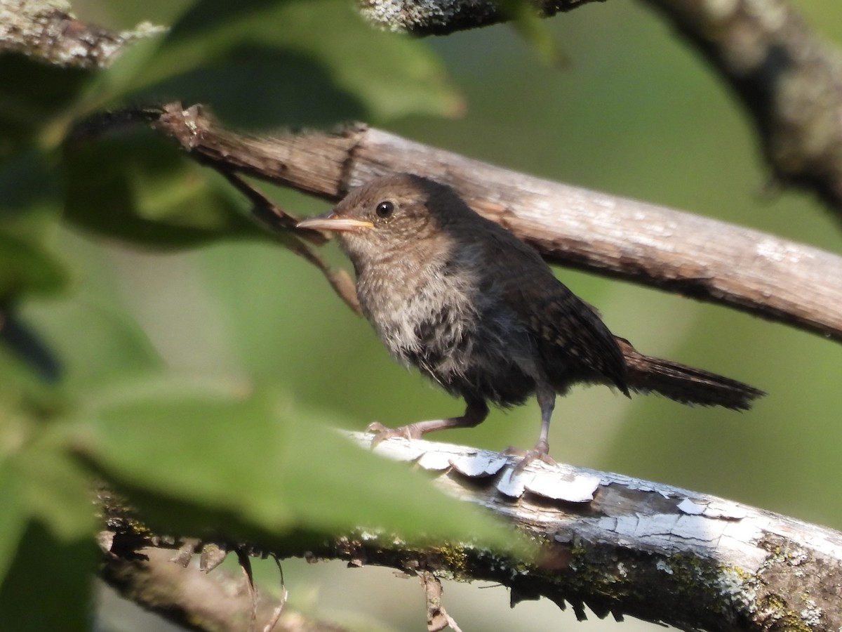 House Wren - ML622981539