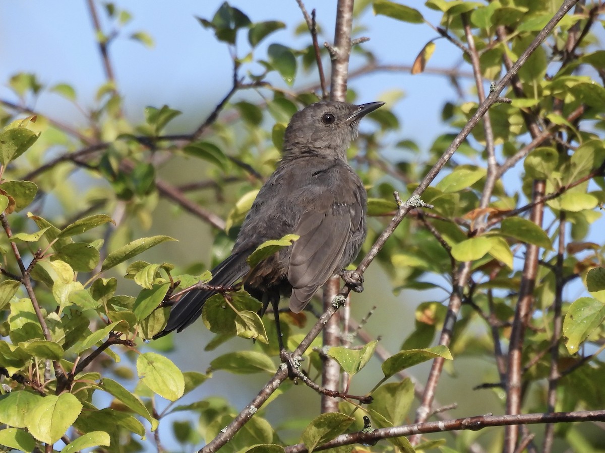 Gray Catbird - ML622981540