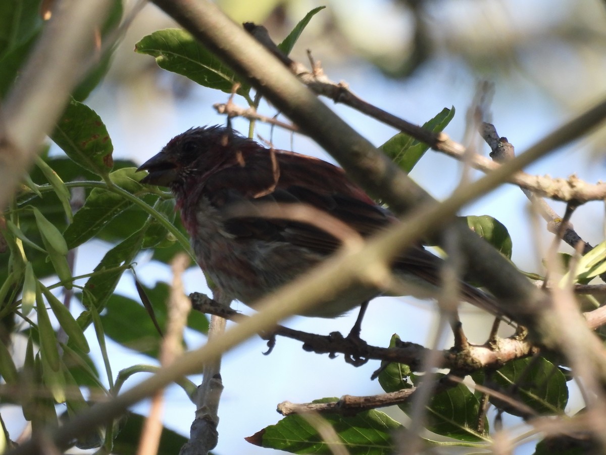 House Finch - ML622981542