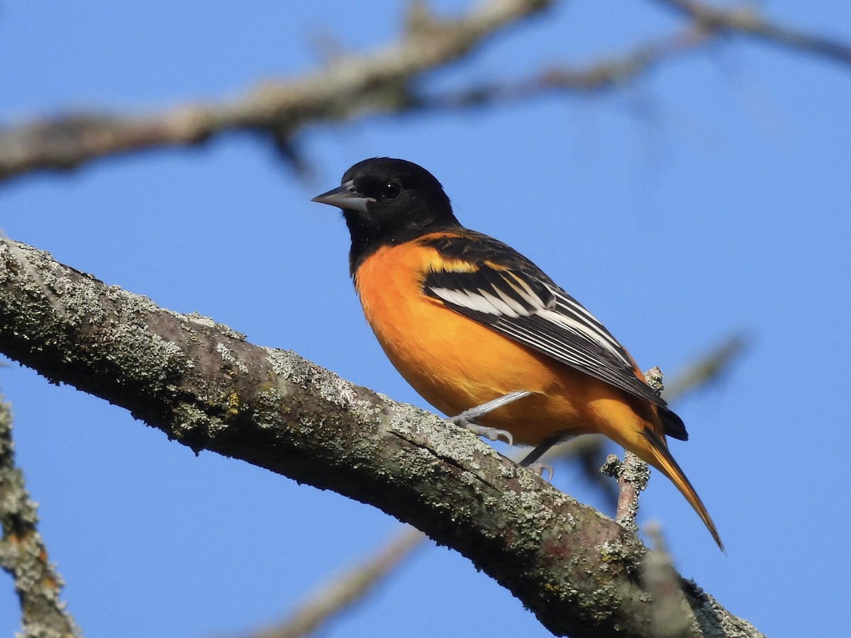 Baltimore Oriole - ML622981544