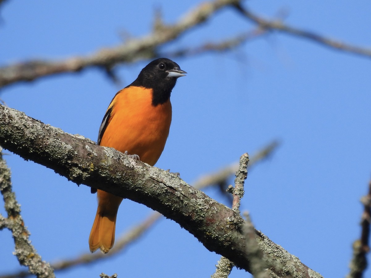 Baltimore Oriole - ML622981545