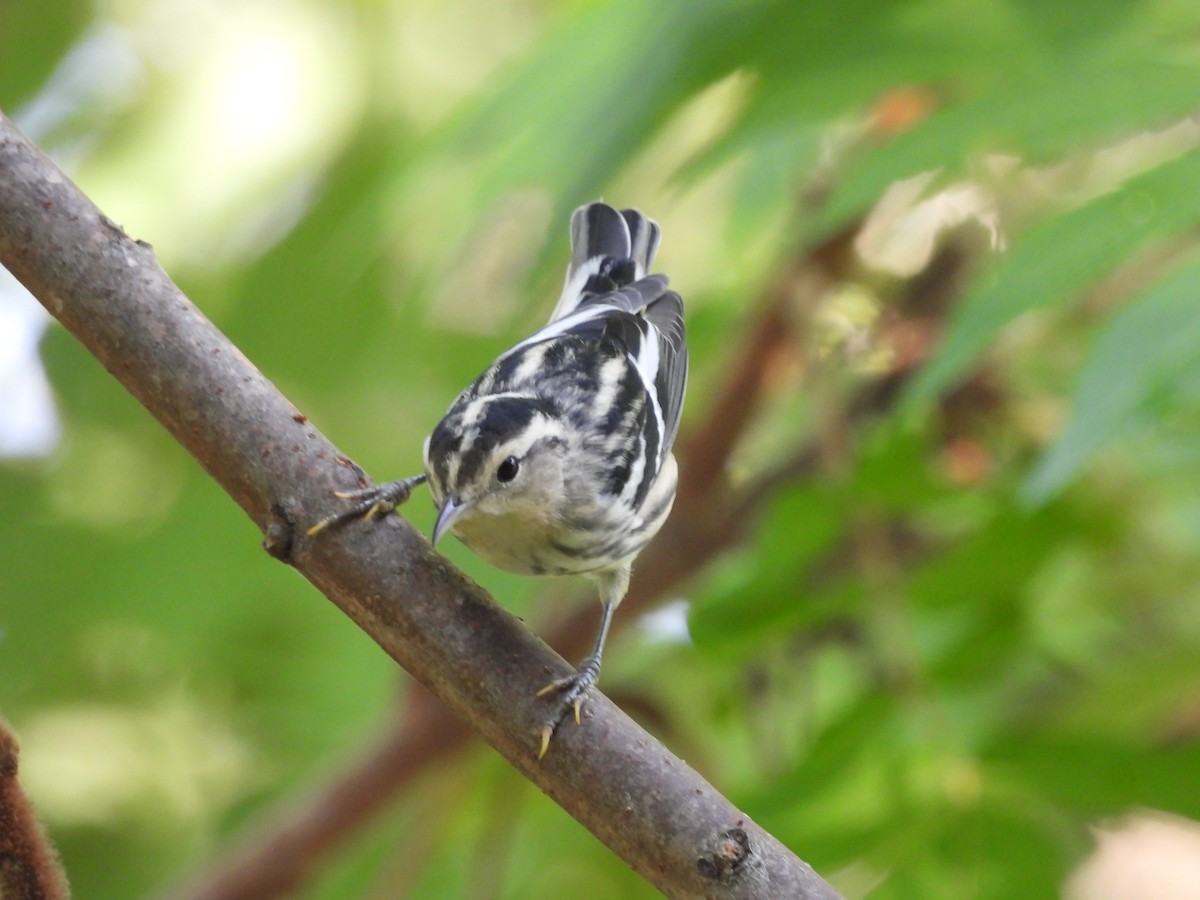 Black-and-white Warbler - ML622981551