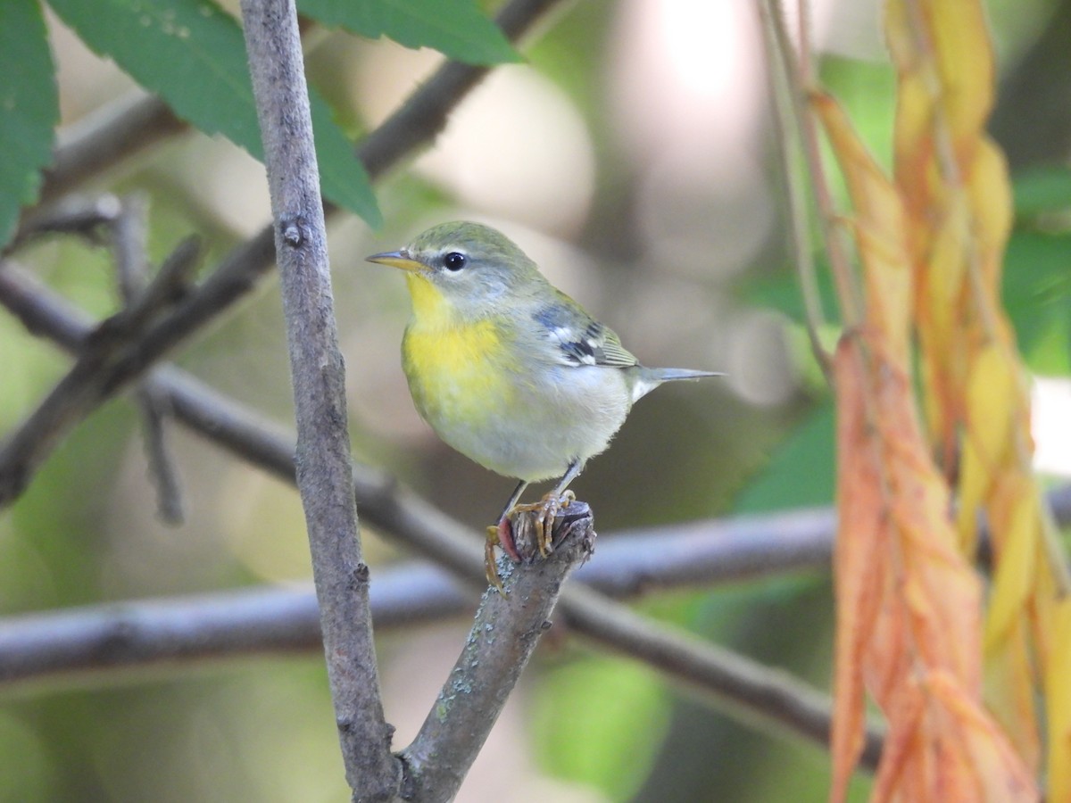 Northern Parula - ML622981559