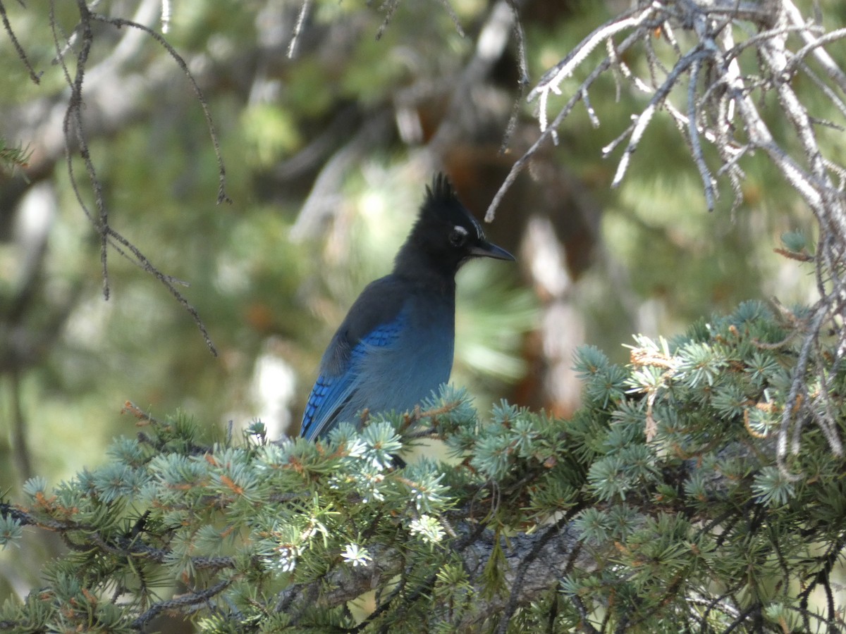 Steller's Jay - ML622981563