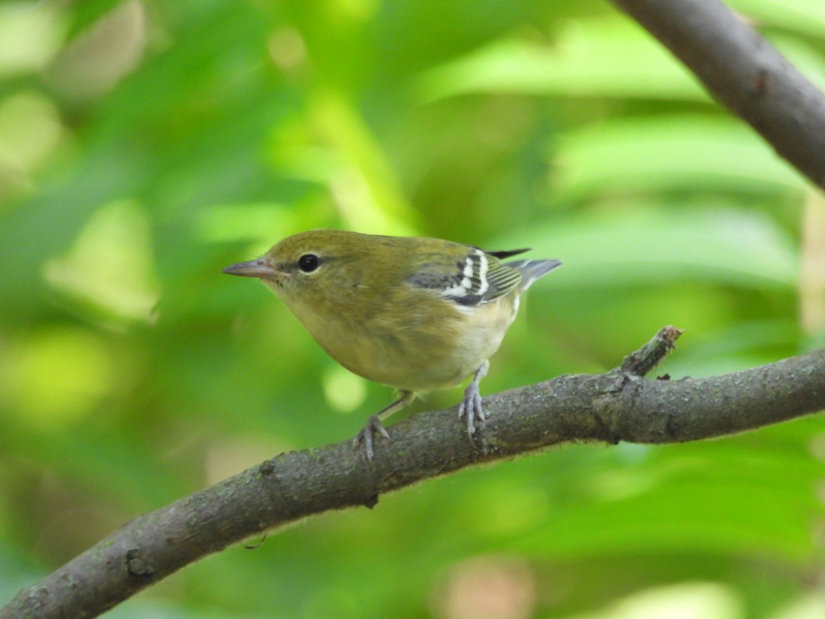 Bay-breasted Warbler - ML622981566