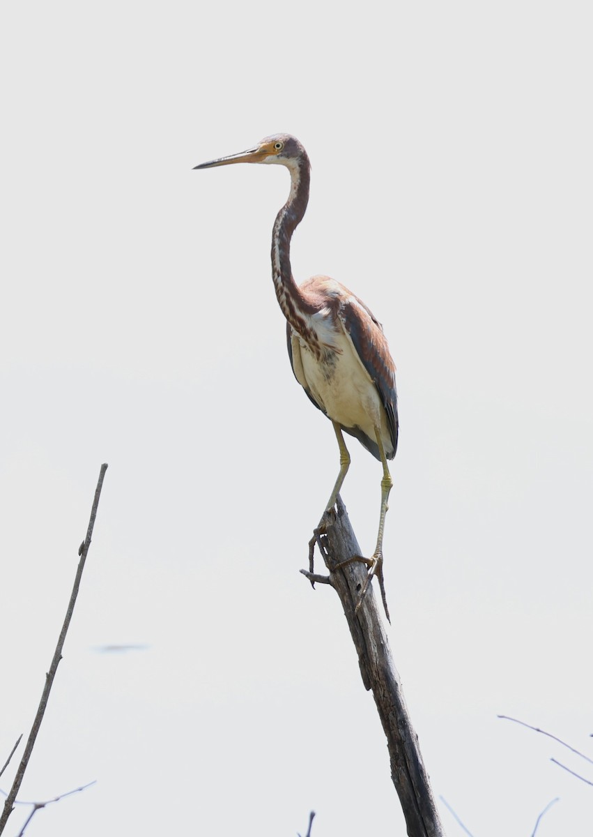 Tricolored Heron - ML622981568