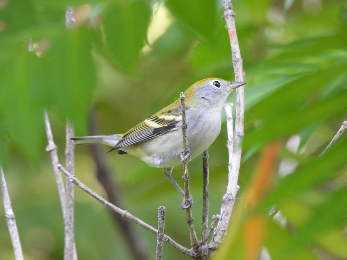 Chestnut-sided Warbler - ML622981576