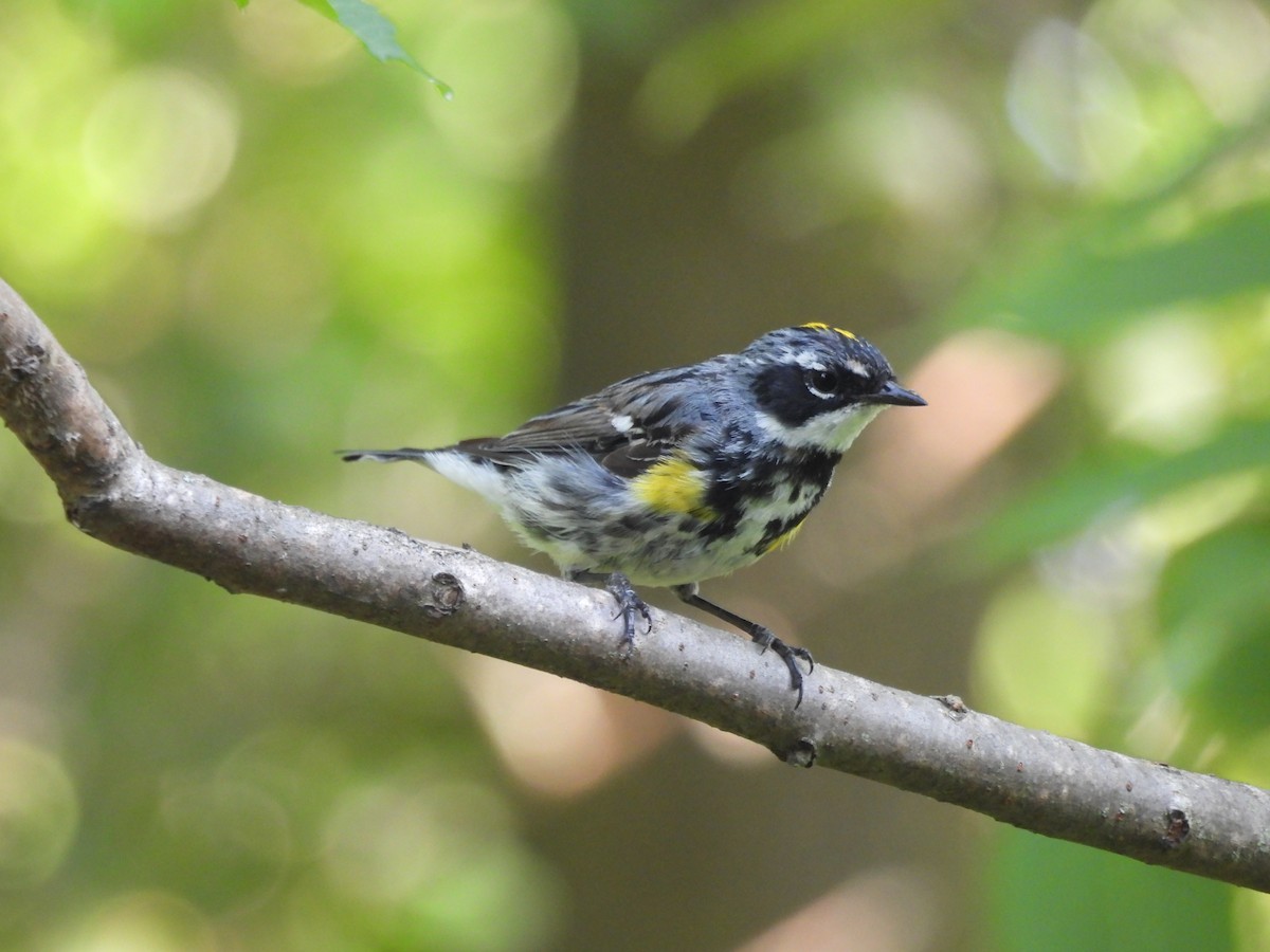 Yellow-rumped Warbler (Myrtle) - ML622981579