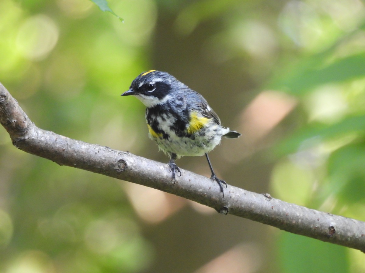 Yellow-rumped Warbler (Myrtle) - ML622981580