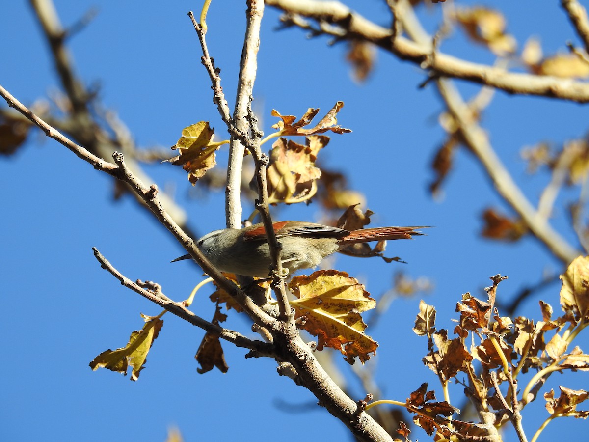 Stripe-crowned Spinetail - ML622981581