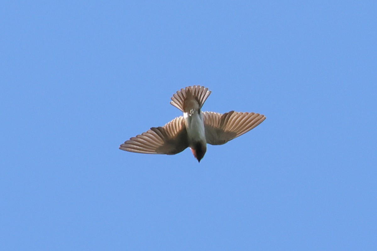 Cliff Swallow - ML622981585