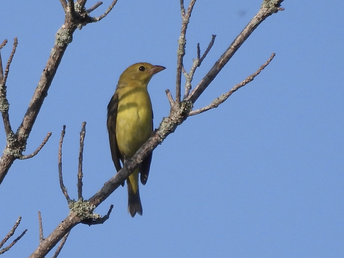 Scarlet Tanager - C Douglas