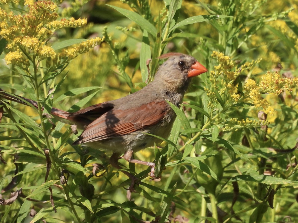 Northern Cardinal - C Douglas