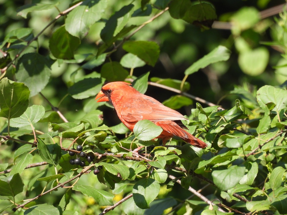 Northern Cardinal - C Douglas