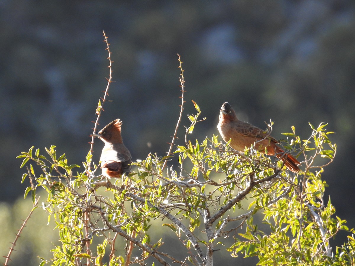 Brown Cacholote - ML622981597