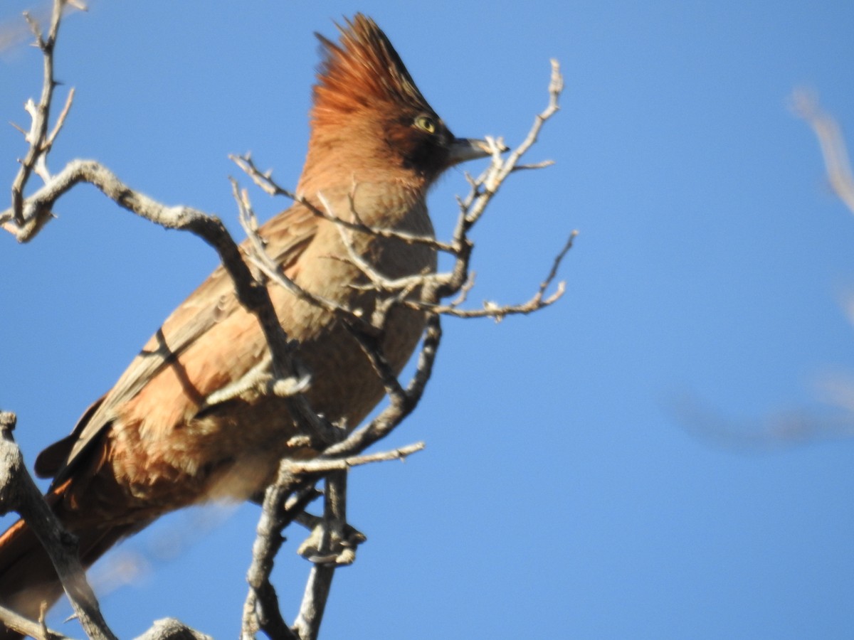 Brown Cacholote - ML622981598