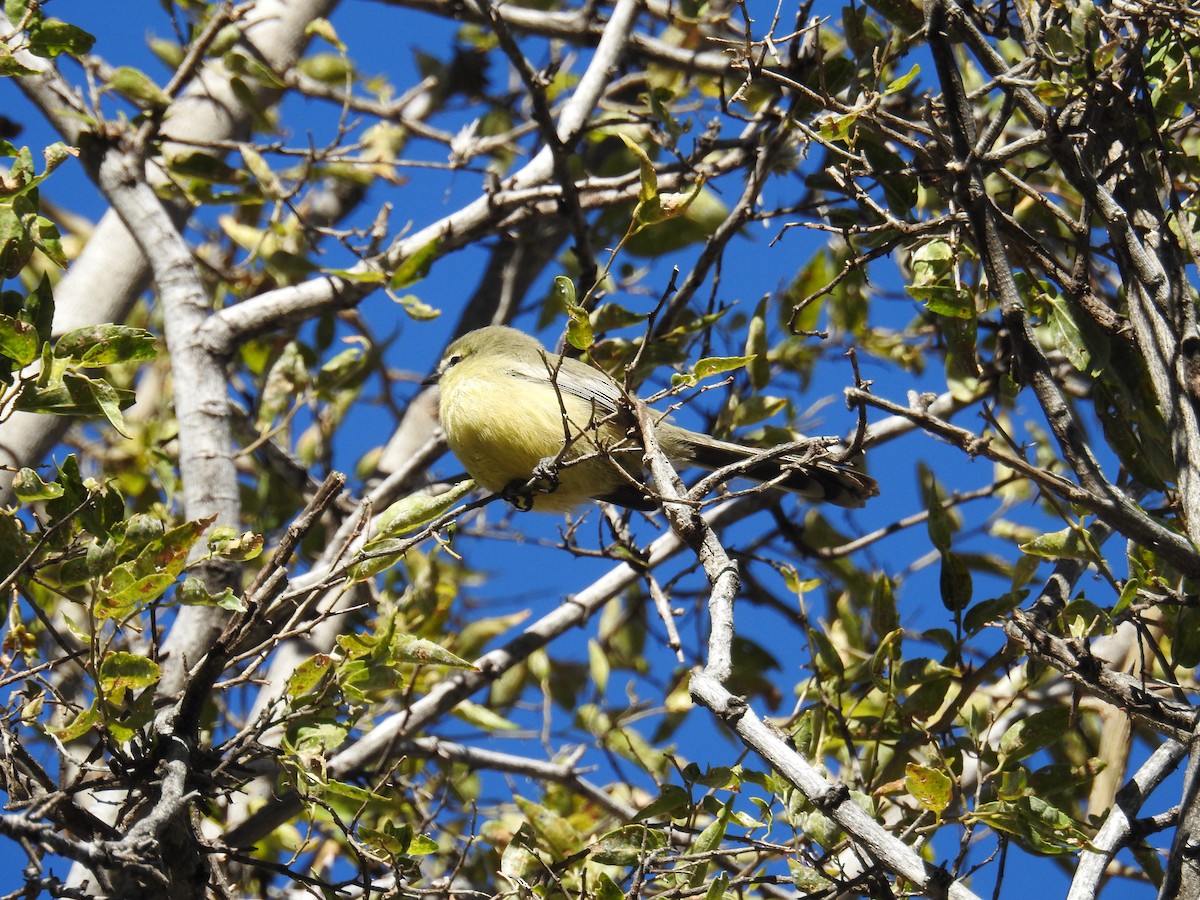 Greater Wagtail-Tyrant - ML622981619