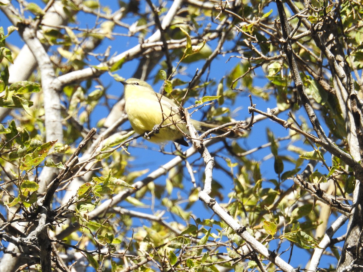 Greater Wagtail-Tyrant - ML622981620