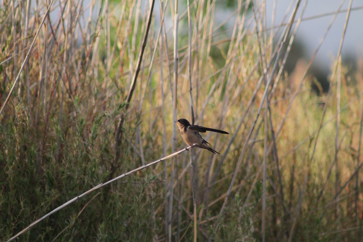 Barn Swallow - Andrew Knowles