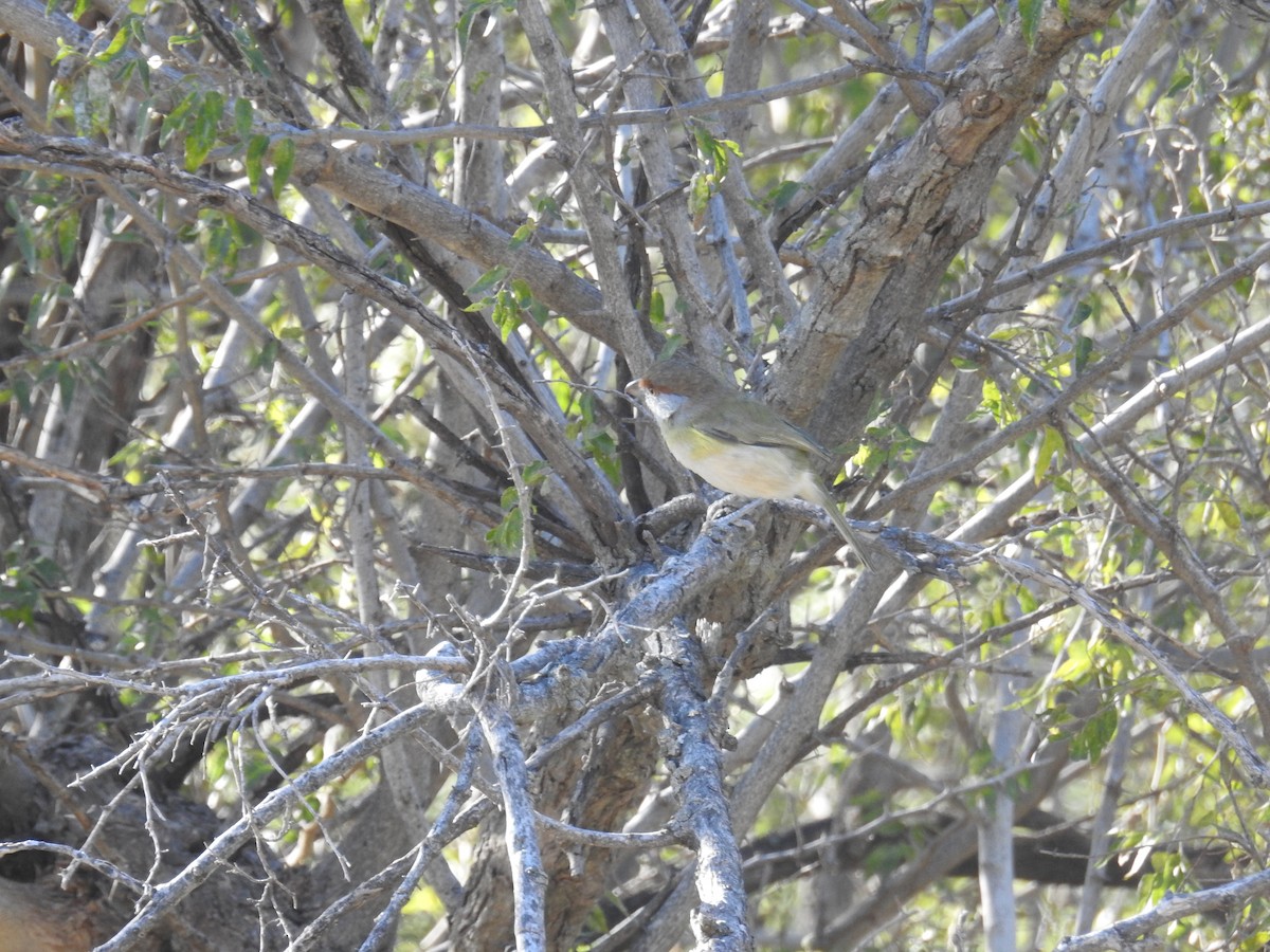 Rufous-browed Peppershrike - ML622981635