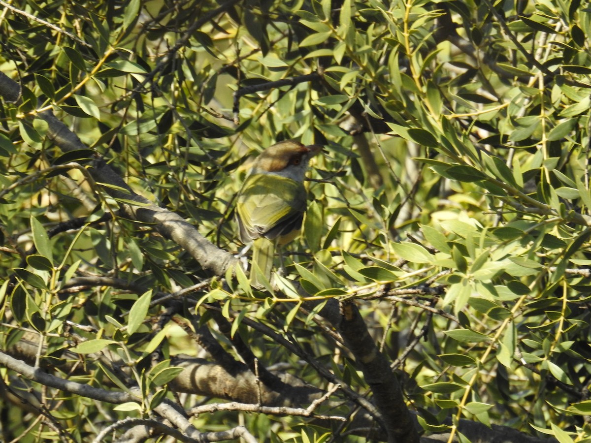 Rufous-browed Peppershrike - ML622981636