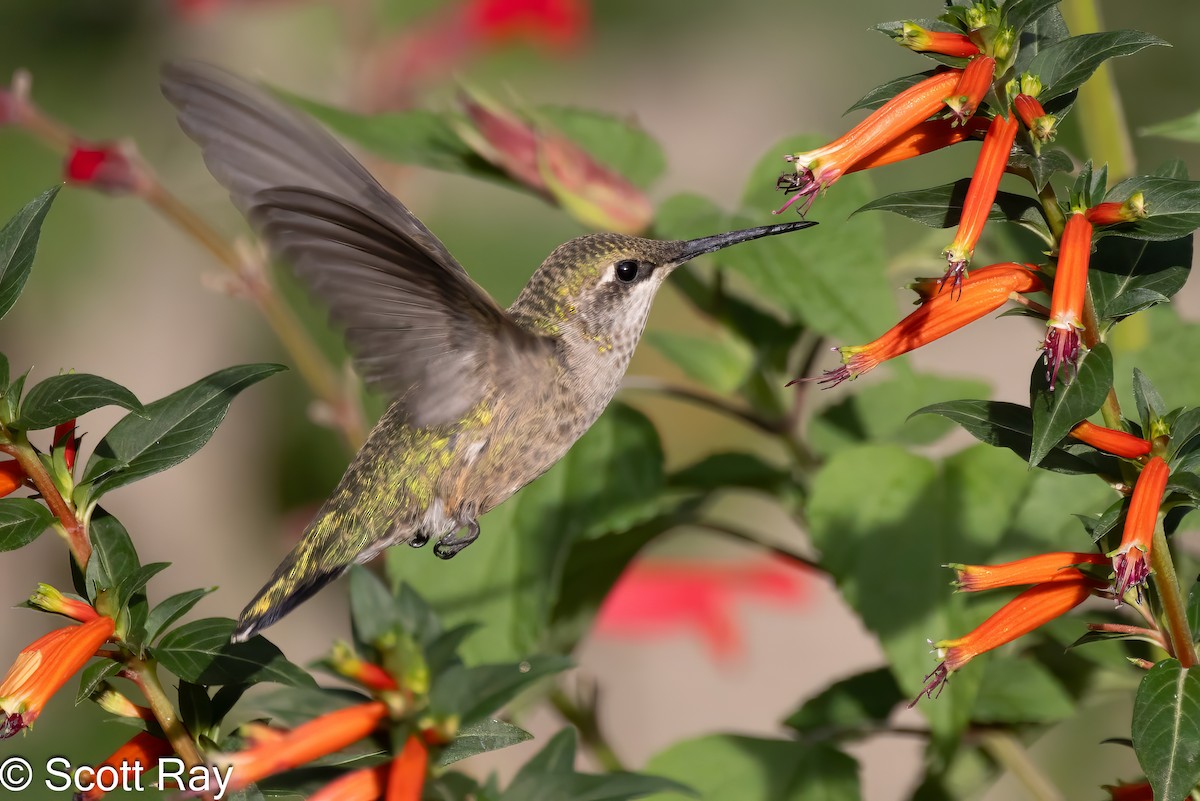 Ruby-throated Hummingbird - ML622981651