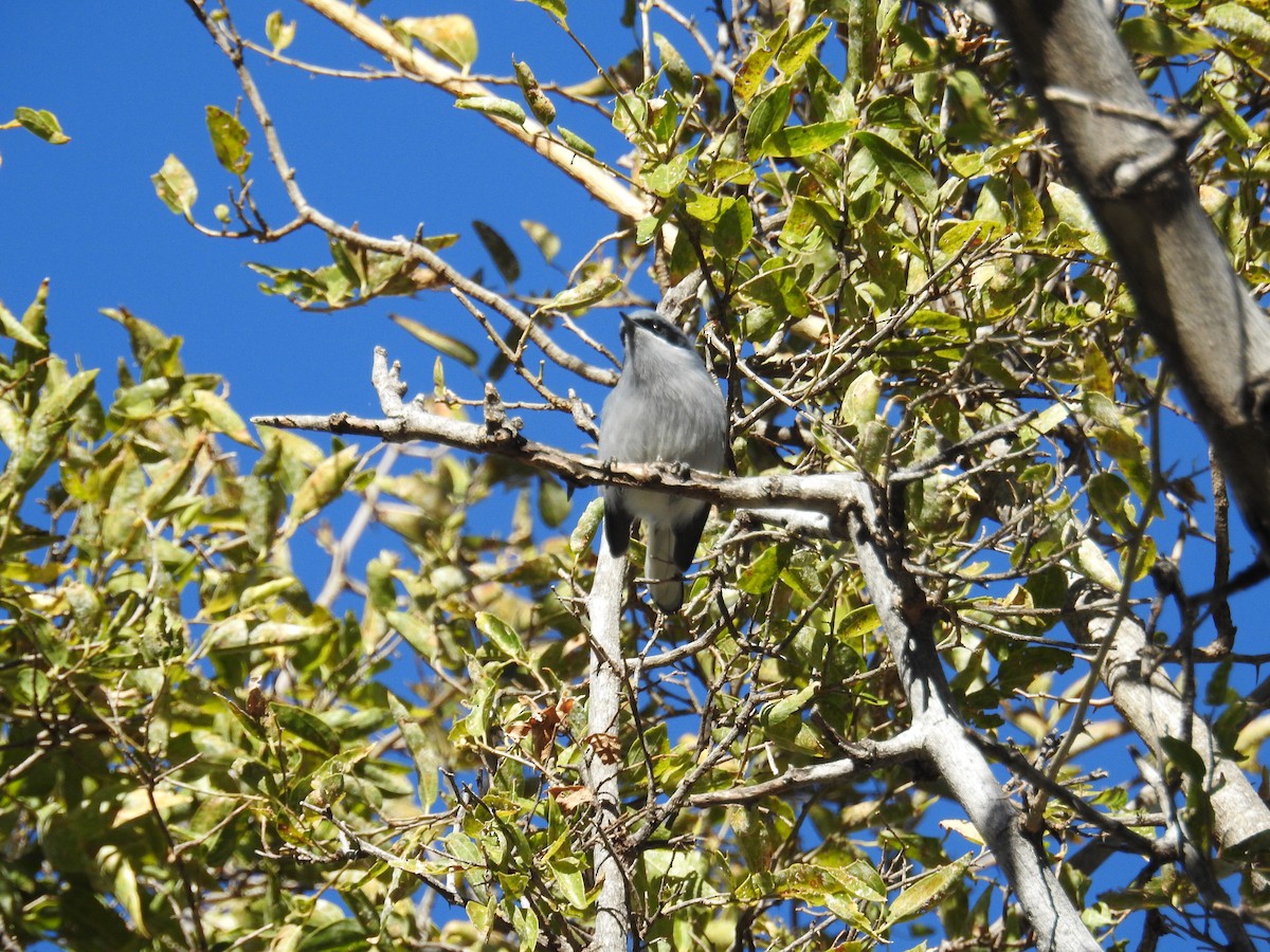 Masked Gnatcatcher - ML622981655