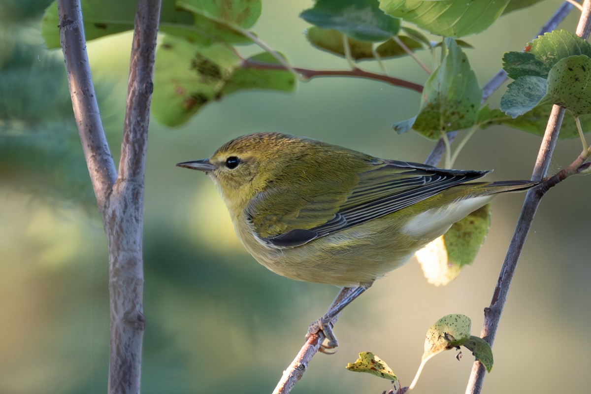 Tennessee Warbler - ML622981688