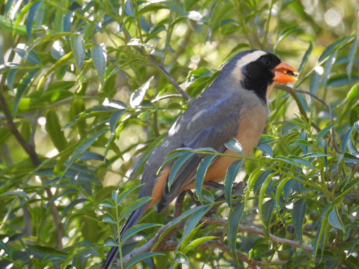 Golden-billed Saltator - ML622981691