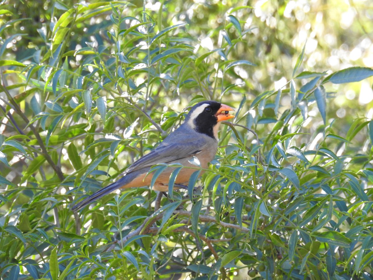 Golden-billed Saltator - ML622981692