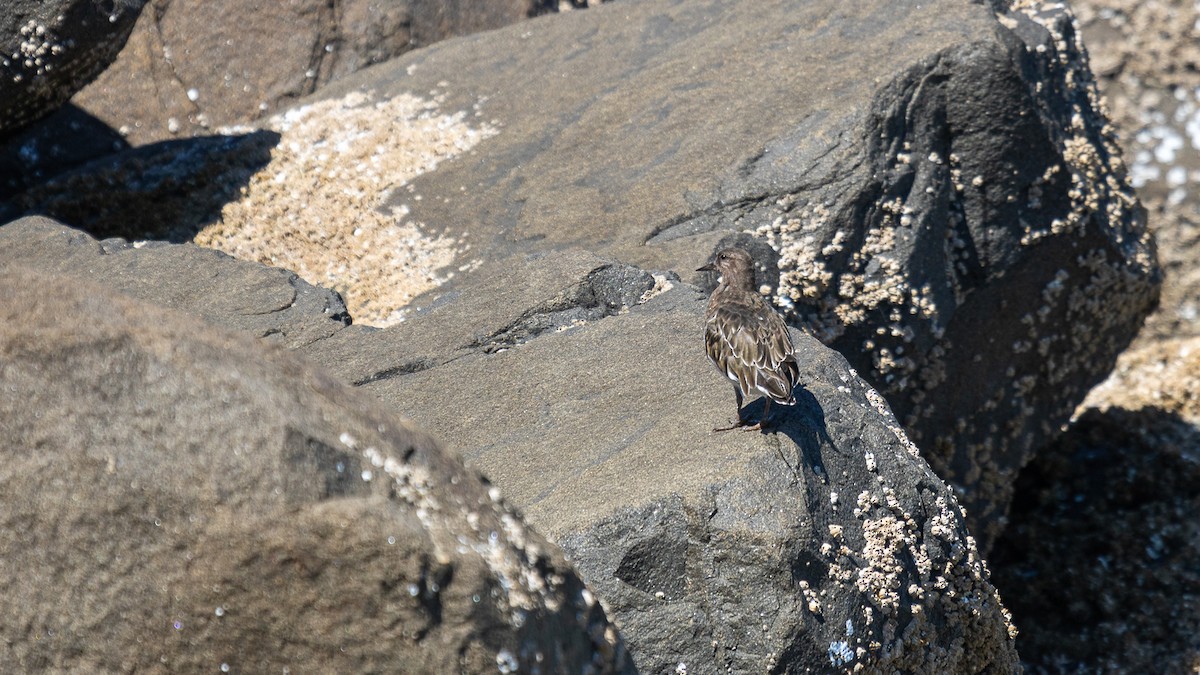 Black Turnstone - ML622981699