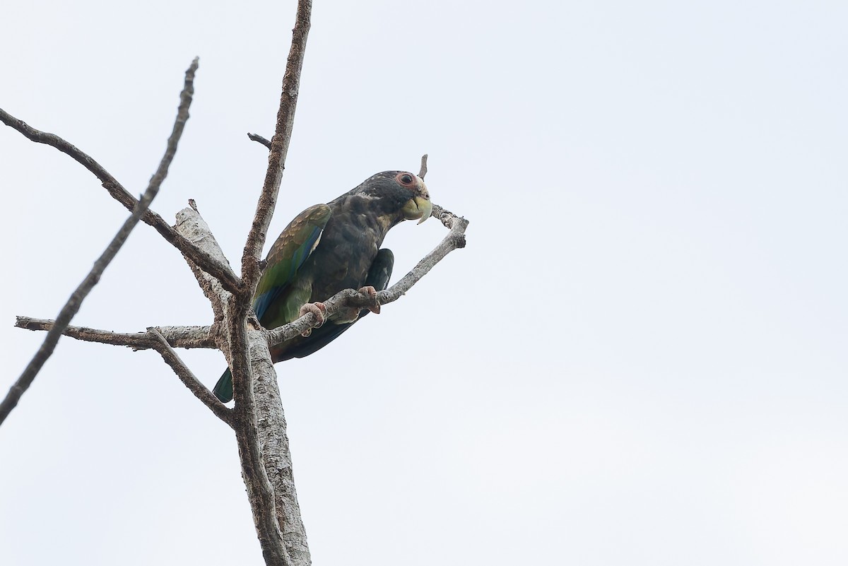 White-crowned Parrot - ML622981711