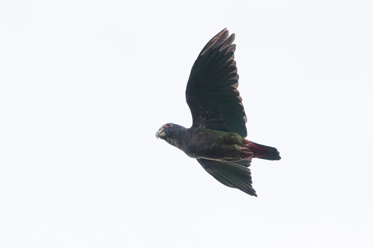 White-crowned Parrot - ML622981713