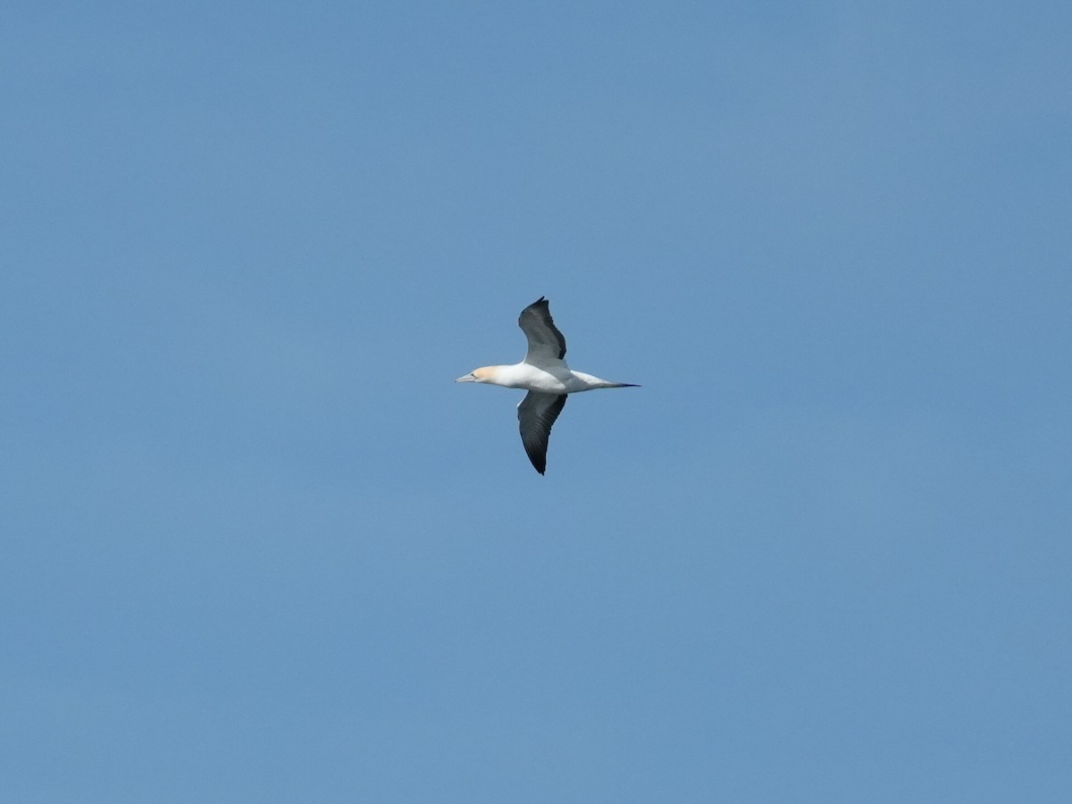 Australasian Gannet - ML622981718