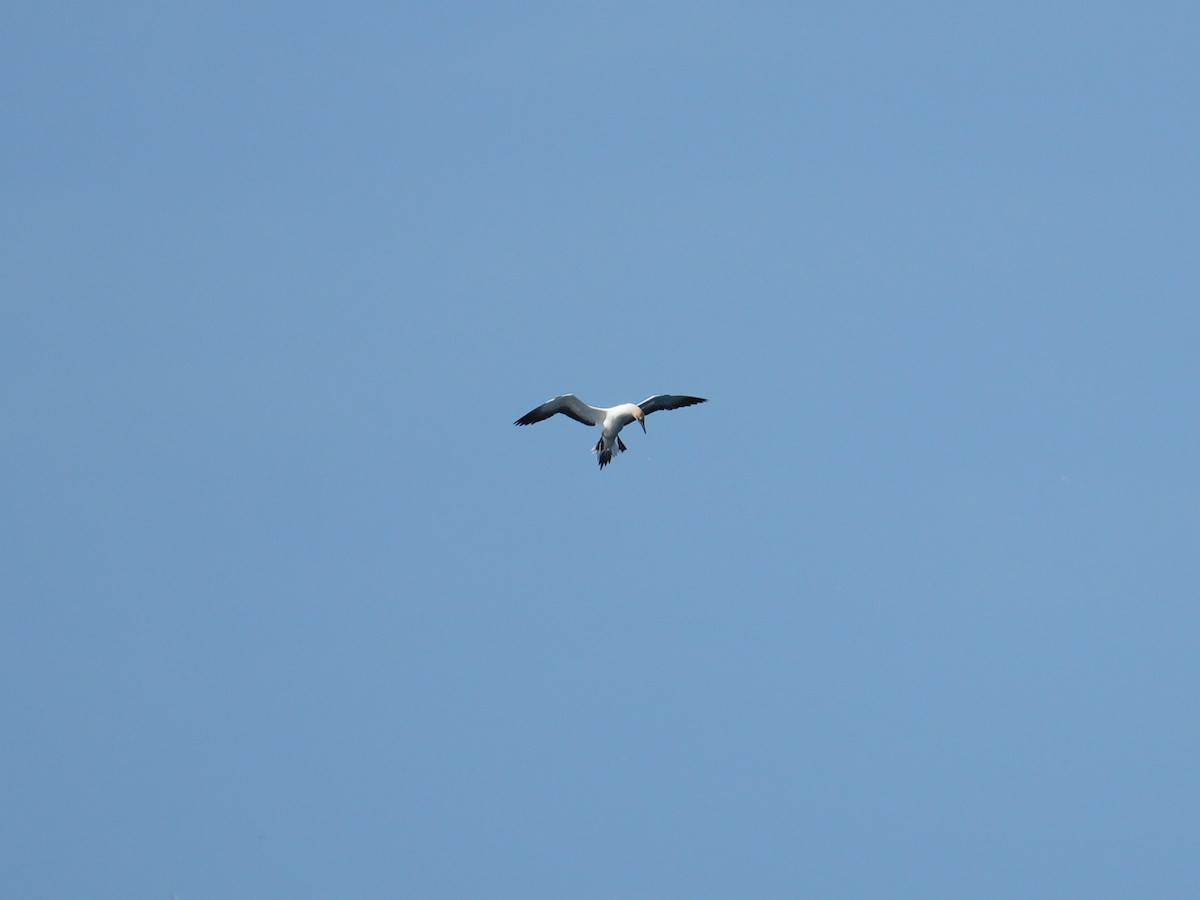 Australasian Gannet - Yingchen Nie