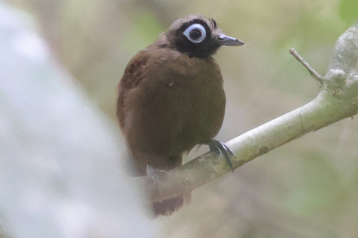 Grauschopf-Ameisenvogel - ML622981731