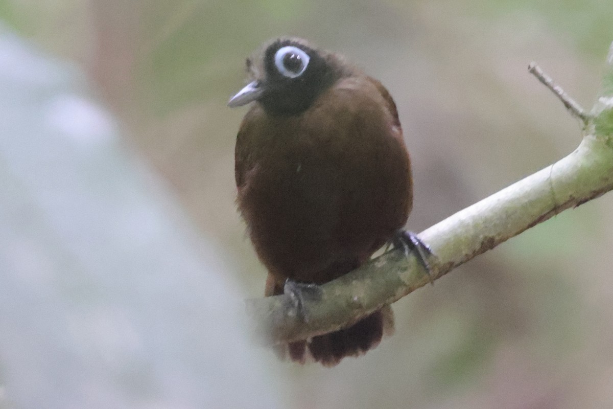 Hairy-crested Antbird - Fabio Olmos